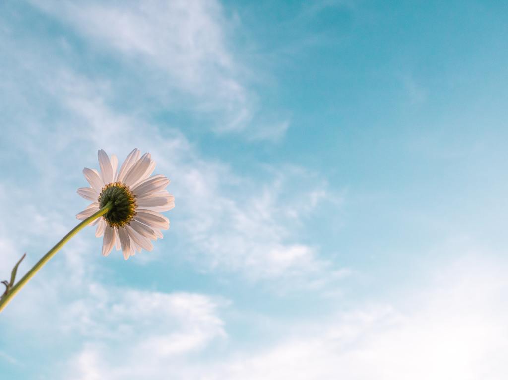A daisy flower looking up into a blue cloudy sky