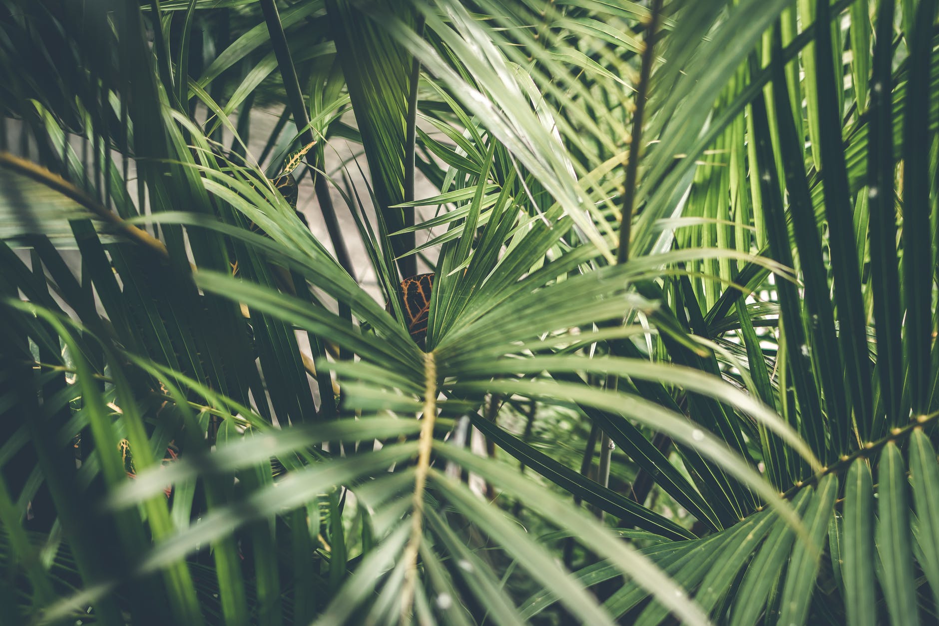 close up photo of palm plant