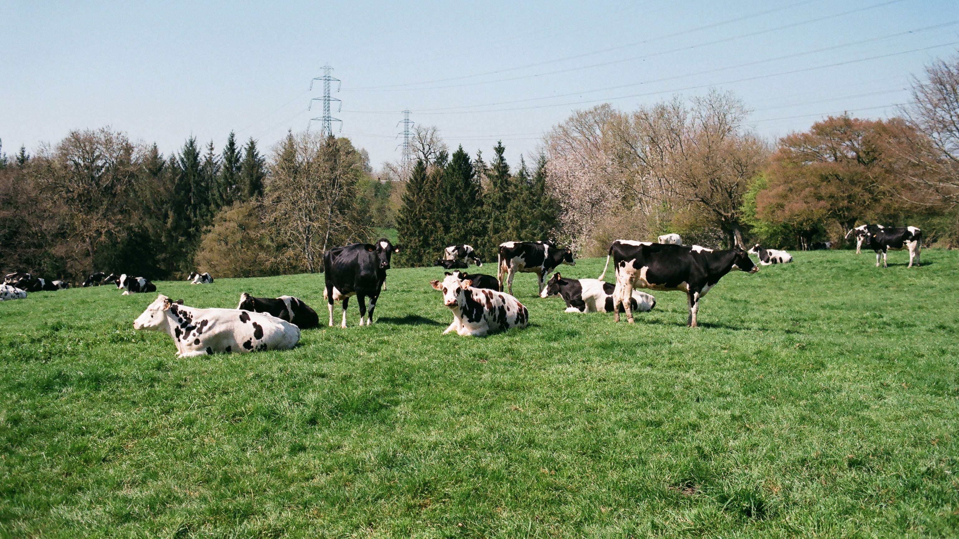 cows grazing in a pasture